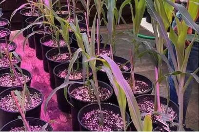 利用LED培育的玉米有何優(yōu)勢？美國農(nóng)業(yè)部研究得